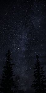 Trees,Starry Sky,Night,Darkness,Dark