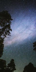 Trees,Starry Sky,Stars,Night,Dark