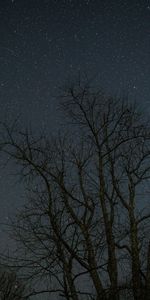 Trees,Stars,Dark,Branches,Night