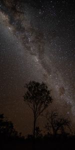 Trees,Stars,Night,Dark,Starry Sky,Outlines,Milky Way