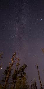 Trees,Stars,Night,Starry Sky,Bottom View,Nature