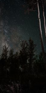 Trees,Stars,Night,Starry Sky,Dark