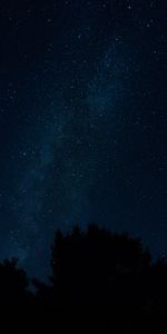 Trees,Stars,Nightscape,Night,Starry Sky,Night Landscape,Dark