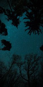 Trees,Stars,Starry Sky,Bottom View,Dark,Night