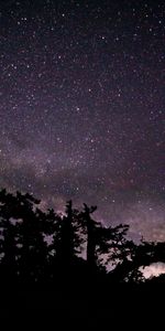 Árboles,Oscuro,Cielo Estrellado,Sucursales,Ramas,Estrellas,Noche