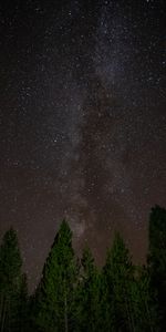 Árboles,Naturaleza,Estrellas,Cielo Estrellado