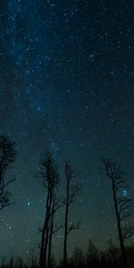 Trees,Stars,Starry Sky,Nature,Night