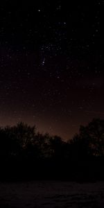 Naturaleza,Árboles,Noche,Estrellas,Cielo Estrellado