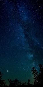 Trees,Stars,Starry Sky,Nature,Night,Night Sky