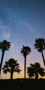 Trees,Stars,Starry Sky,Nature,Palms