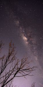 Trees,Stars,Starry Sky,Night,Branches,Dark