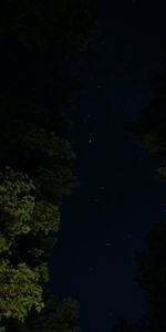 Trees,Stars,Starry Sky,Night,Dark