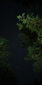 Trees,Stars,Starry Sky,Night,Dark,Darkness