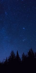 Trees,Stars,Starry Sky,Outlines,Ate,Dark,Night