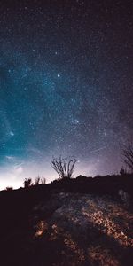 Trees,Stars,Starry Sky,Universe,Night,Dark