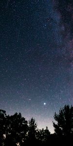 Nébuleuse,Etoiles,Arbres,Texture,Textures,Ciel Étoilé