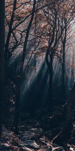 Trees,Stones,Beams,Rays,Branches,Nature,Forest