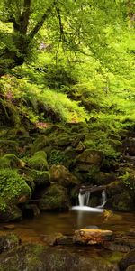 Trees,Stones,Landscape,Rivers