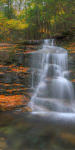 Noyaux,Arbres,Feuilles,Nature,Cascade