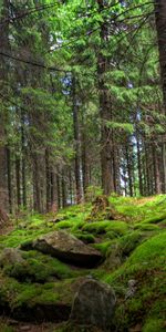 Bosque,Naturaleza,Árboles,Stones,Pino,Musgo