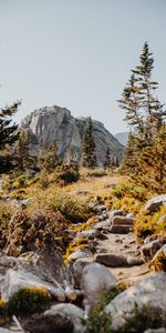 Trees,Stones,Rocks,Spruce,Fir,Nature