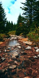 Trees,Stones,Sky,Spruce,Fir,Nature,Rivers