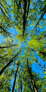 Naturaleza,Árboles,Verano,Vista Desde Abajo,Vista Inferior