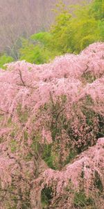 Trees,Summer,Nature,Flowering,Greens,Bloom