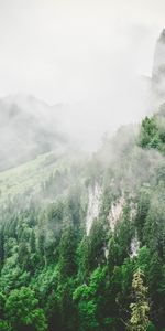 Árboles,Montañas,Niebla,Naturaleza,Verano