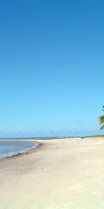 Arbres,Paysage,Palms,Été,Plage