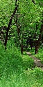 Nature,Forêt,Étage,Niveau,Signature,Arbres,Piste,Chemin,Été