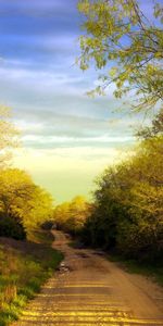 Trees,Summer,Road,Country,Countryside,Nature