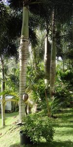 Trees,Summer,Shadows,Nature,Garden,Palms