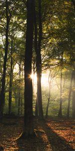 Sun,Poutres,Rayons,Forêt,Nature,Arbres