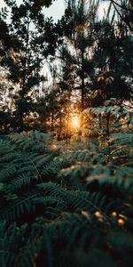 Trees,Sun,Beams,Rays,Forest,Nature,Fern