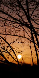 Trees,Sun,Branches,Sunset,Dark