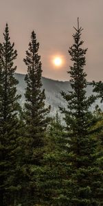 Épicéa,Sapin,Arbres,Forêt,Plutôt Nuageux,Couvert,Nature,Sun