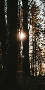 Éclat,Forêt,Nature,Éblouissement,Sun,Sombre,Arbres