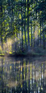 Trees,Sun,Lake,Rays,Beams,Nature,Fog