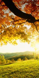 Trees,Sun,Landscape,Autumn