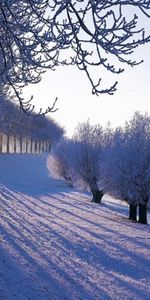 Neige,Sun,Arbres,Hiver,Paysage