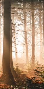 Trees,Sun,Shine,Light,Rays,Beams,Forest,Nature