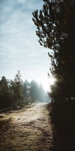 Naturaleza,Sol,Bosque,Pista,Árboles