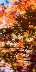 Trees,Sunlight,Nature,Autumn,Foliage