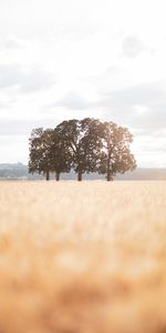 Domaine,Champ,Nature,Lumière Du Soleil,Arbres,Paysage