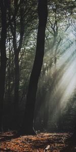 Trees,Sunlight,Nature,Fog,Forest,Dark