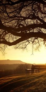 Arbres,Coucher De Soleil,Paysage,Photo Artistique