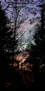 Trees,Sunset,Branches,Nature,Dark,Forest