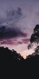 Arbres,Sky,Buissons,Silhouette,Coucher De Soleil,Sombre