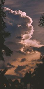 Trees,Sunset,Clouds,Branches,Nature,Palms